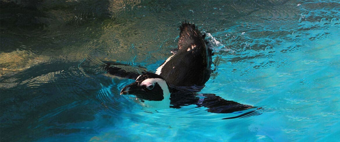 Zoo Salzburg - Ausflugsziele Salzburger Land & Stadt Salzburg