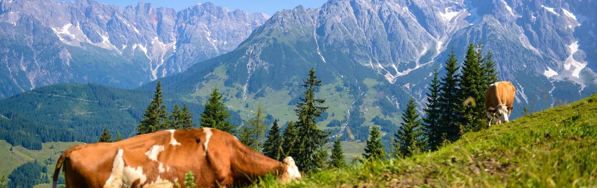 Sommerurlaub in Dienten - Region Hochkönig