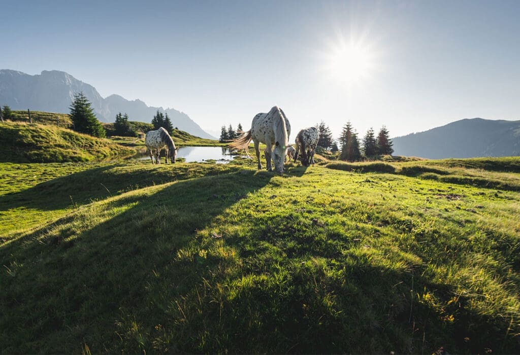 Frühsommer am Hochkönig