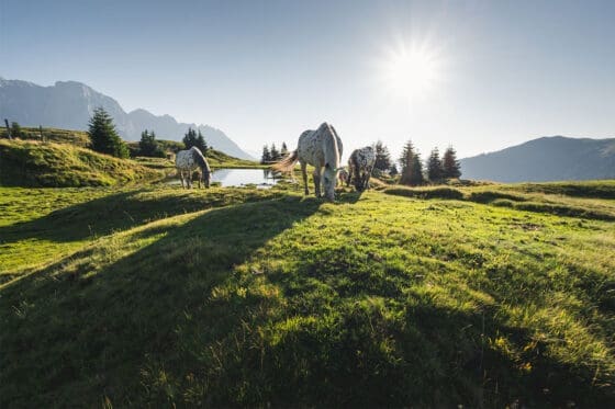 Sommerurlaub in der Region Hochkönig - Salzburger Land