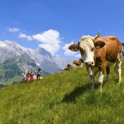 Sommerurlaub in der Region Hochkönig – Salzburger Land
