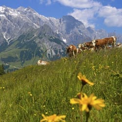 Sommerurlaub in der Region Hochkönig – Salzburger Land