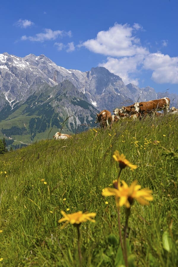 Sommerurlaub in der Region Hochkönig - Salzburger Land